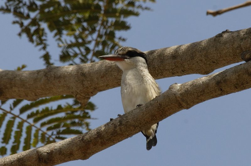 Striped Kingfisher  Gambia