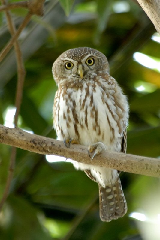 Pearl Spotted Owlet  Gambia