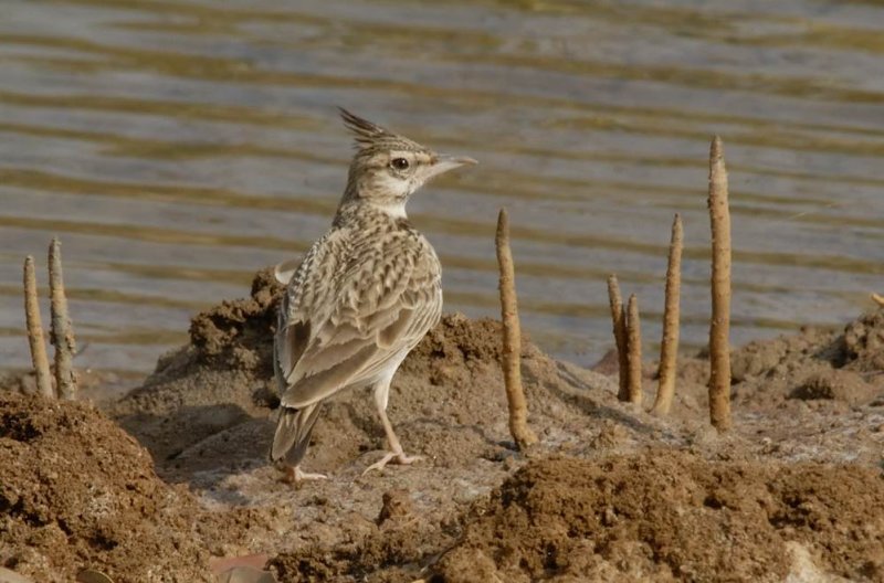 Crested Lark  Gambia