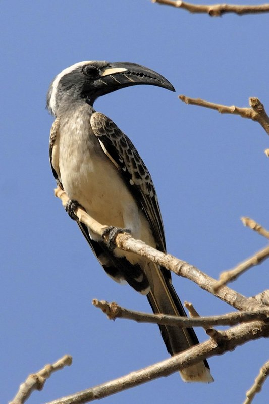 African Grey Hornbill  Gambia
