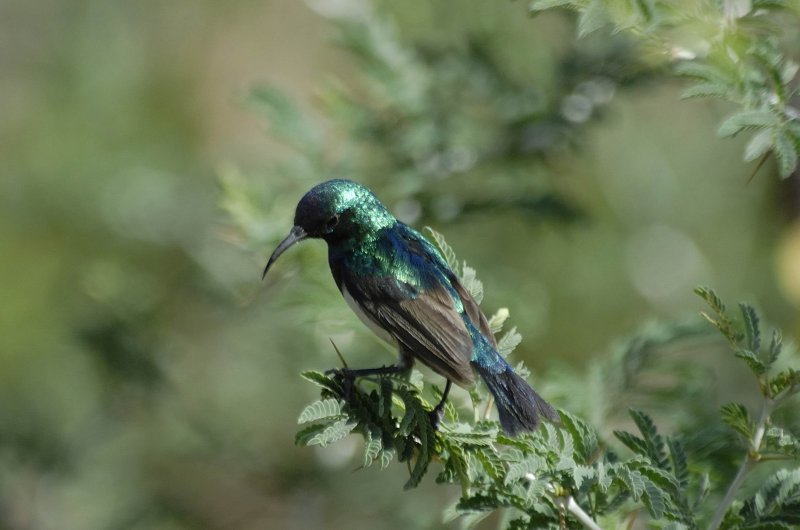 Variable Sunbird Gambia