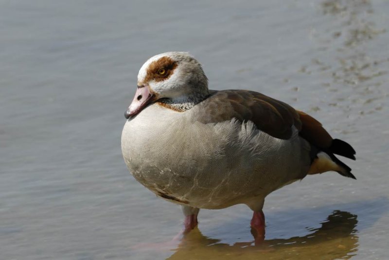 Goose,Egyptian 