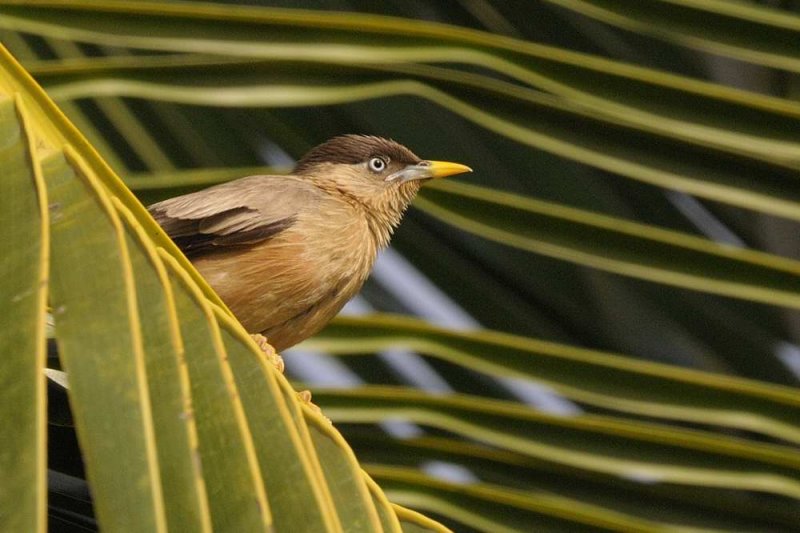 Starling,Brahminy 