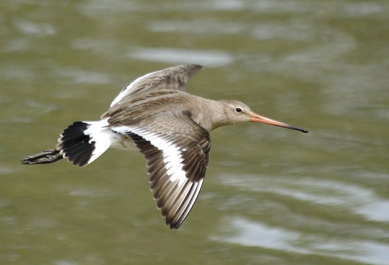 Godwit,Black-tailed 