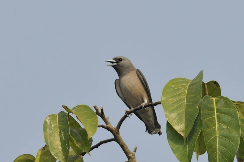 Ashy Woodswallow Kerala