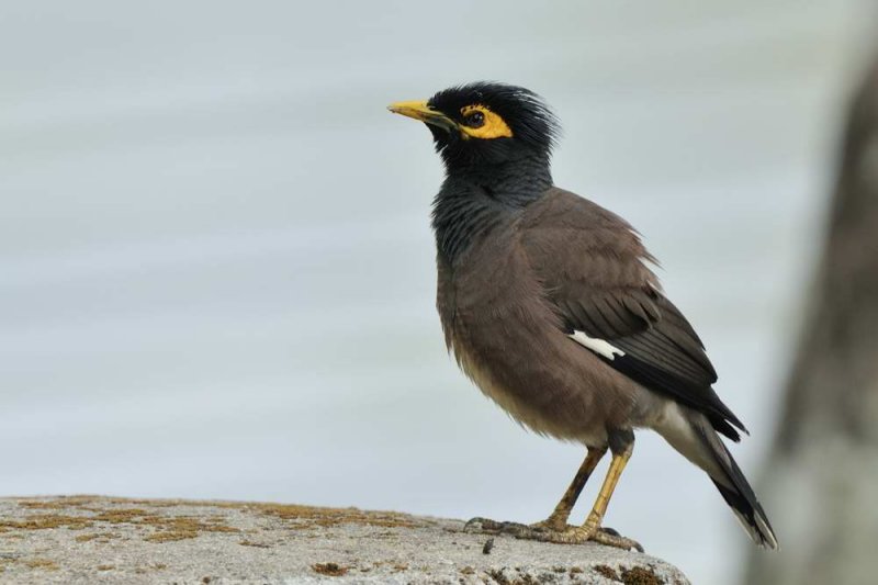 Common Mynah   Kerala