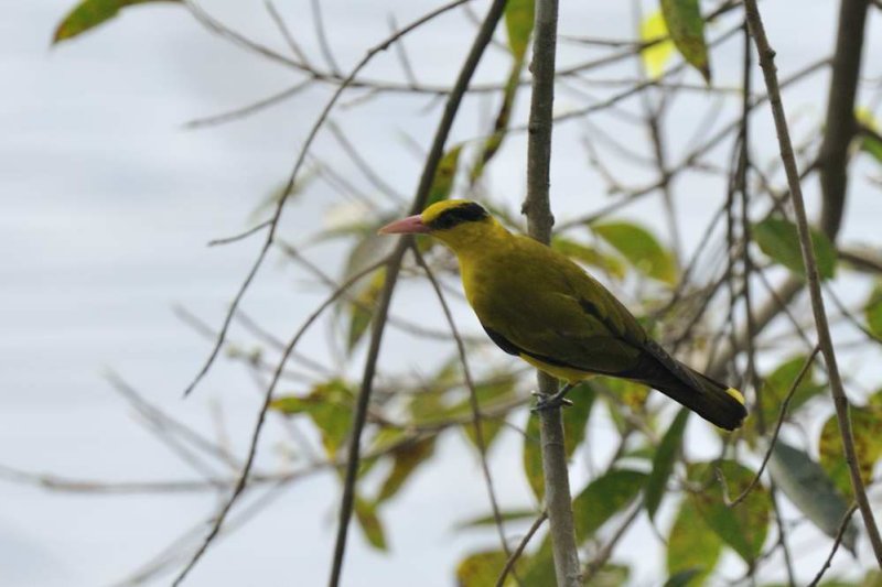 Black Naped Oriole  Kerala