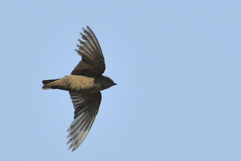 Dusky Crag Martin  Kerala