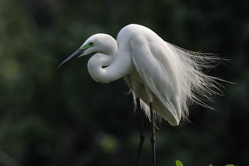 Great Egret  Kerala