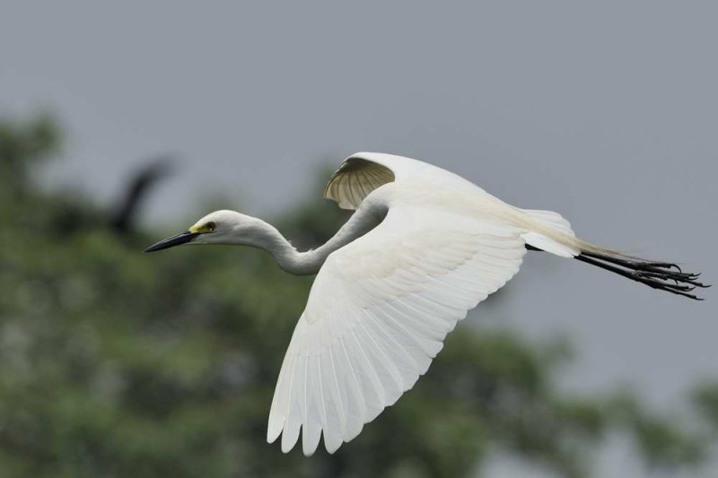 Intermediate Egret  Kerala