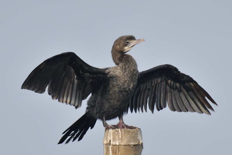Little Cormorant  Kerala