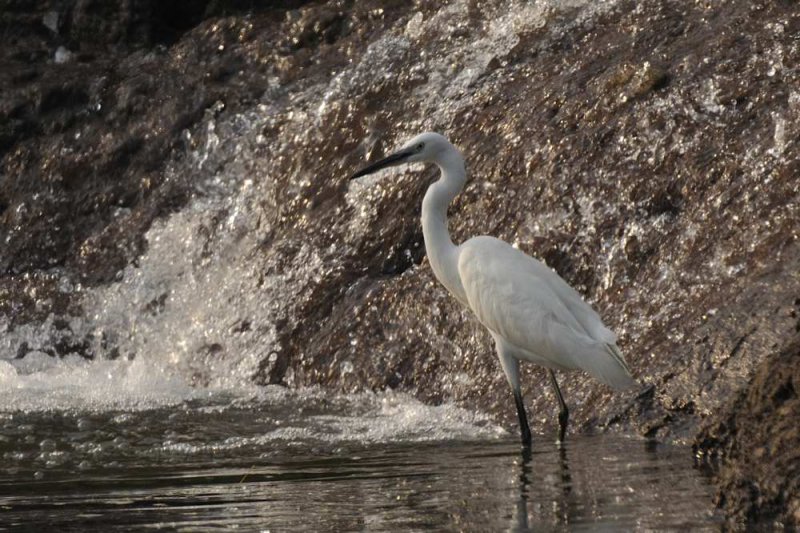 Little Egret  Kerala