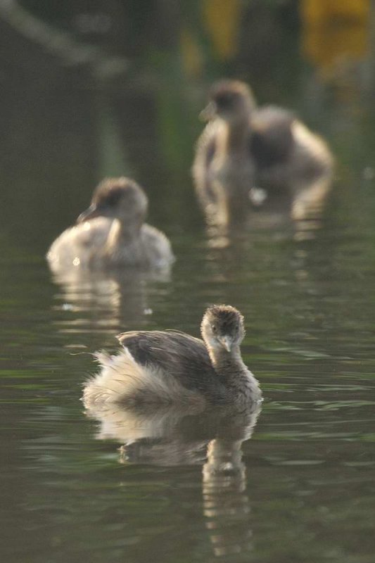 Little Grebe  Tamil Nadu