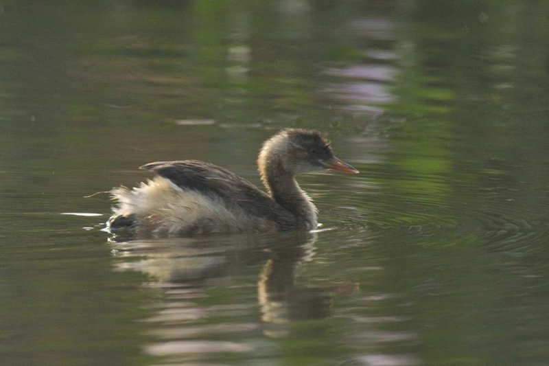 Little Grebe  Tamil Nadu