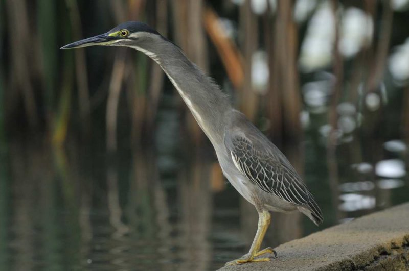 Striated Heron.  Goa