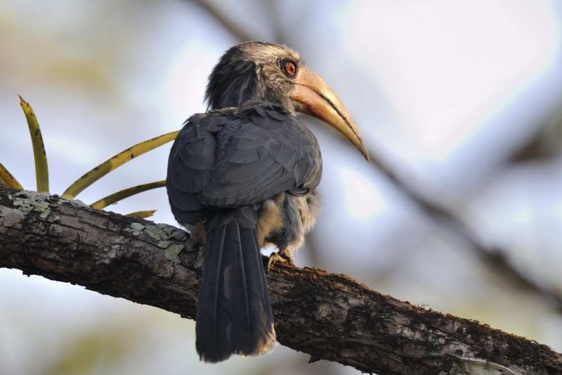  Hornbill,Malabar Grey