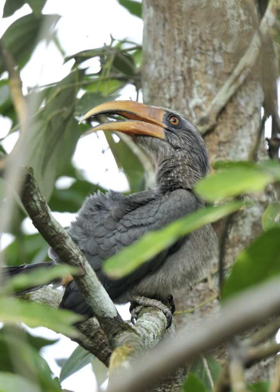 Malabar Grey Hornbill  Kerala