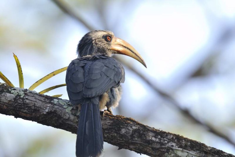 Malabar Grey Hornbill  Kerala