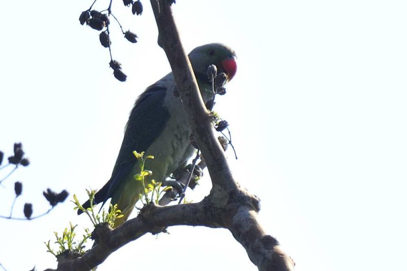Malabar Parakeet  Kerala