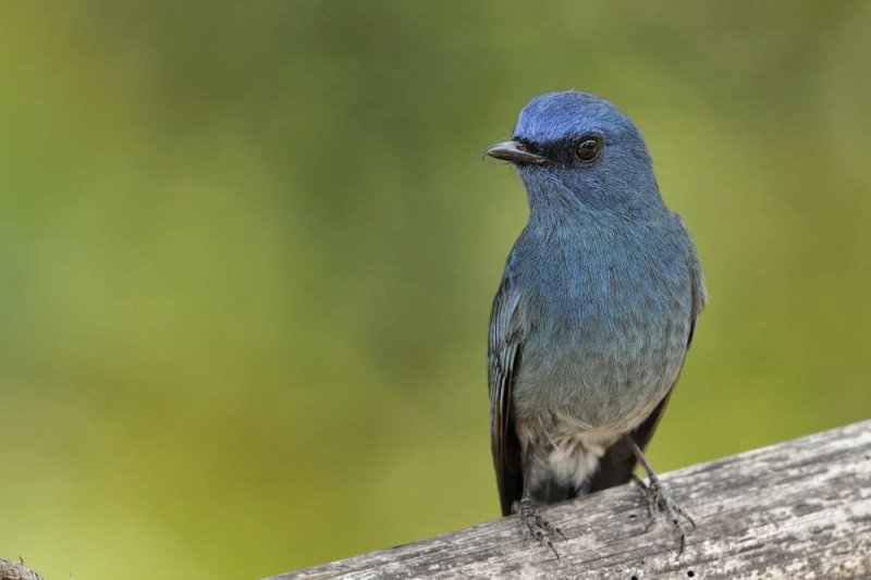 Nilgiri Flycatcher  Kerala