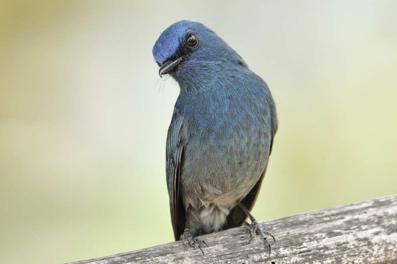 Nilgiri Flycatcher  Kerala