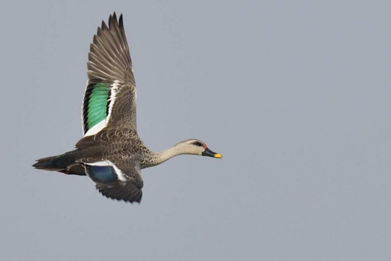 Indian Spot-billed Duck   Tamil Nadu