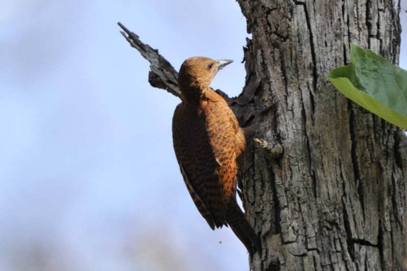 Rufus  Woodpecker  Kerala