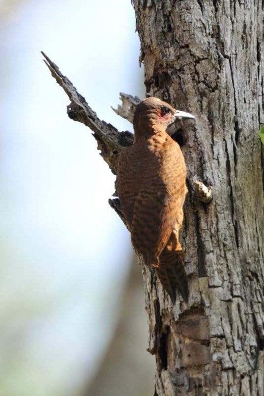 Rufus  Woodpecker  Kerala