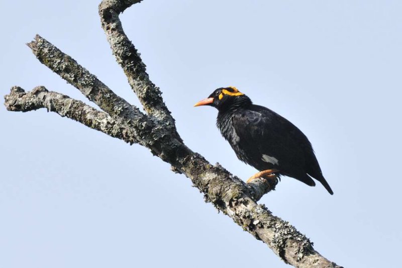 Southern Hill Mynah  Kerala