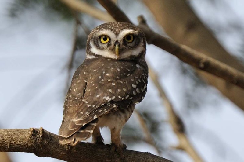 Spotted Owlet  Kerala