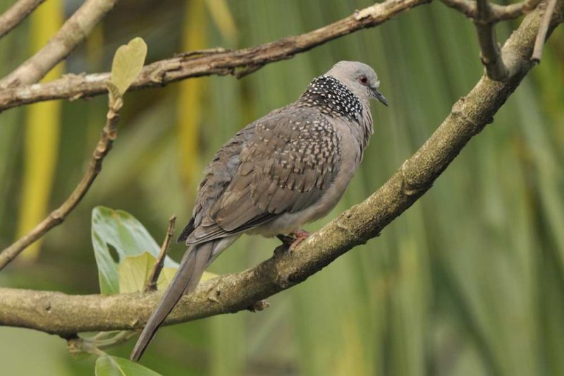 Spotted Dove   Sri Lanka