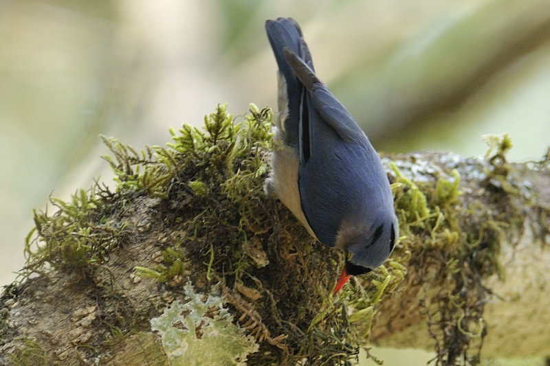 Velvet-fronted Nuthatch  Kerala