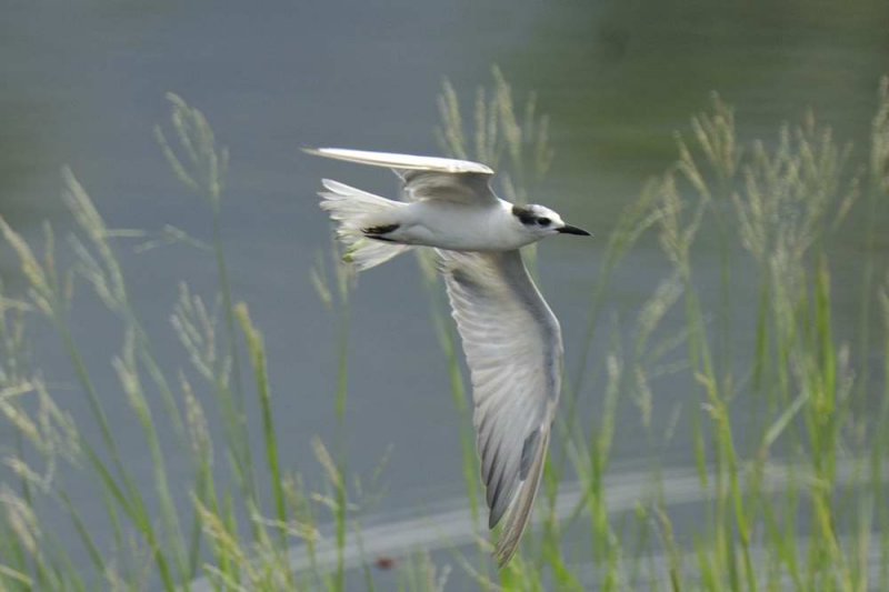 Whiskered Tern  Kerala