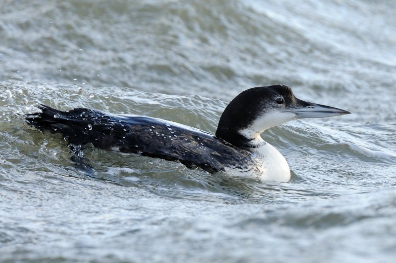 Great Northern Diver     Wales