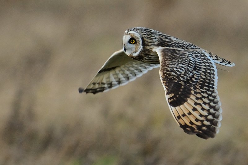 Short-eared Owl    Wales