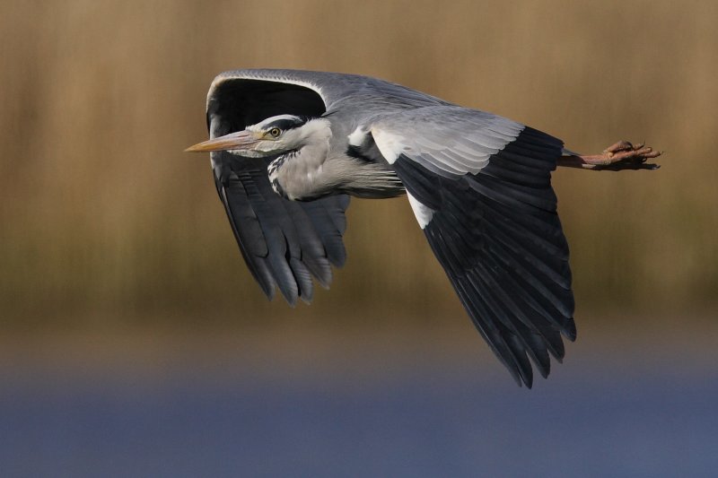 Grey Heron  Conwy RSPB