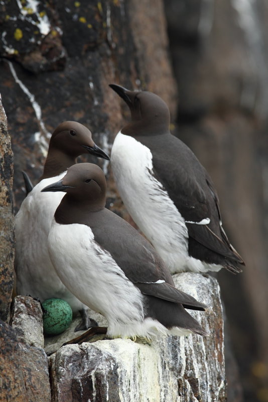 Guillemot  Isle of May,Scotland