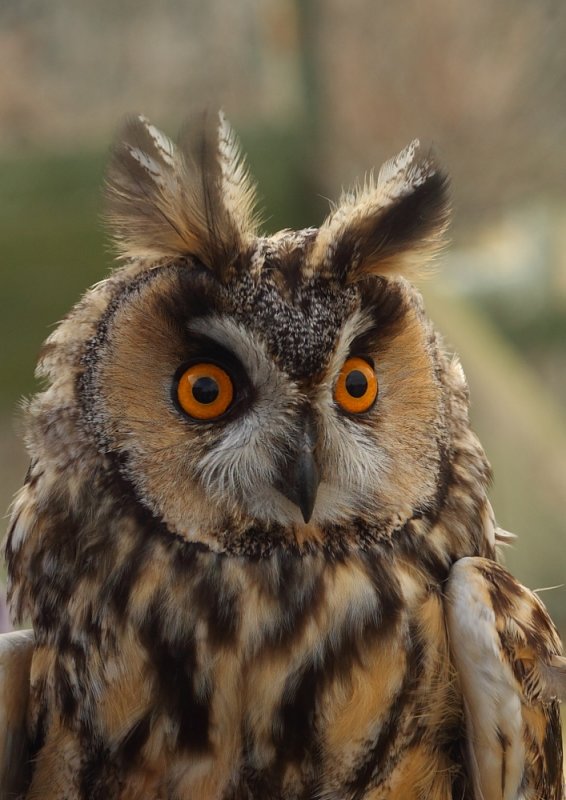 Long Eared Owl  Isle of May,Scotland