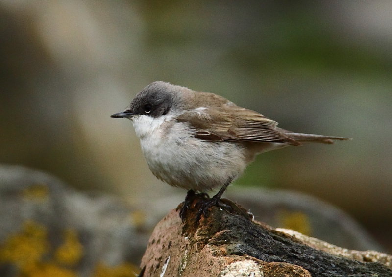 Lesser Whitethroat  Isle of May Scotland