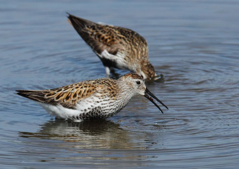 Dunlin Conwy RSPB