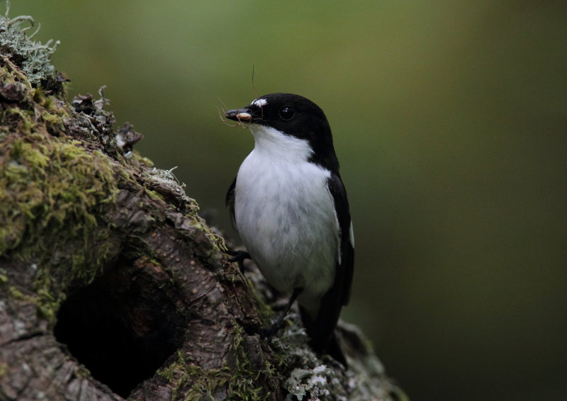 Pied Flycatcher Conwy Valley