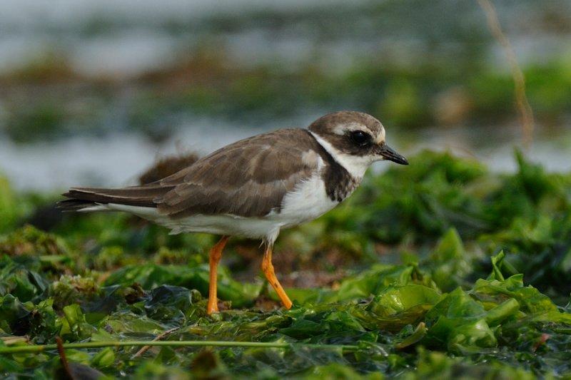 Ringed Plover  Malindi Beach