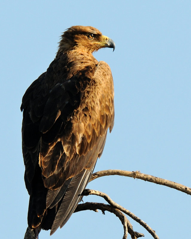 Tawny Eagle Tsavo East NP