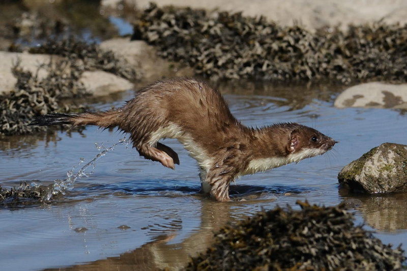 Stoat    Wales