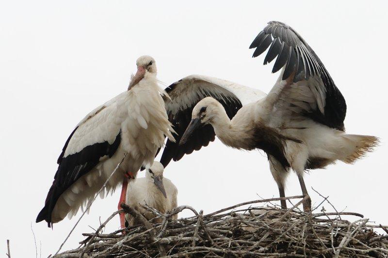 White Stork  Bensheim,Germany