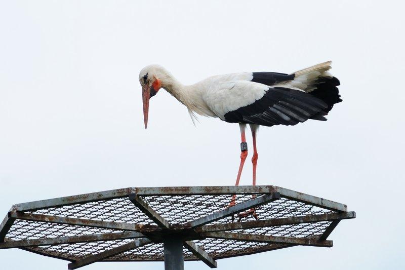 White Stork  Bensheim,Germany