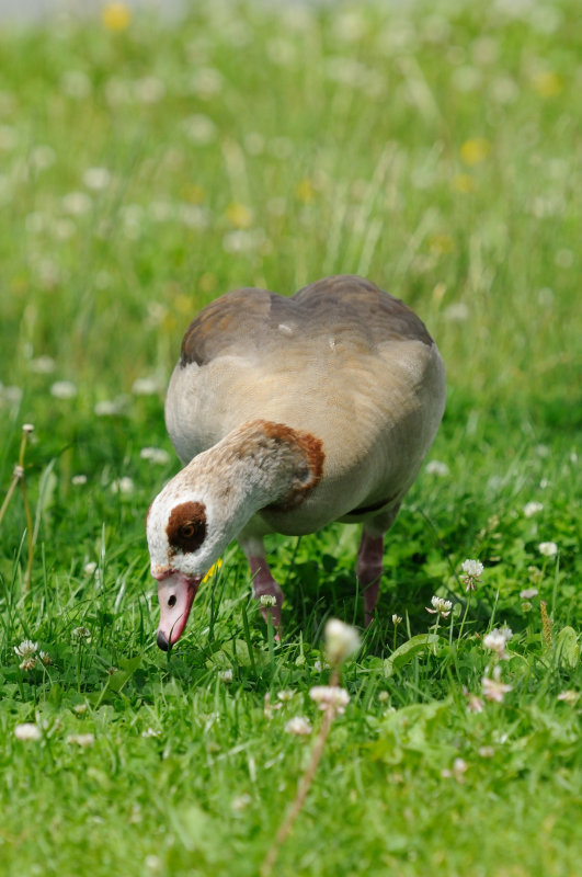 Egyptian Goose  Frankfurt,Germany