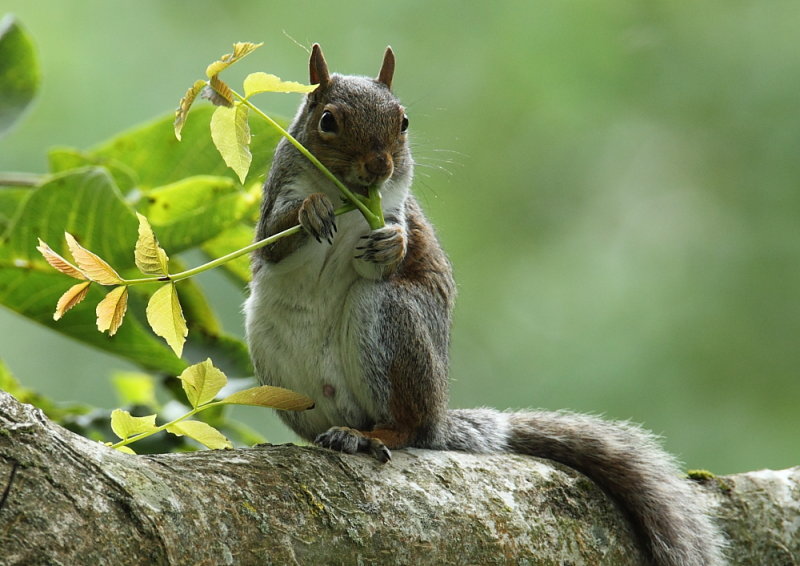Grey Squirrel  Wales