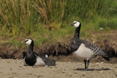 Barnacle Goose  Derwentwater Cumbria