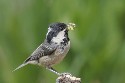 Coal Tit Llandudno